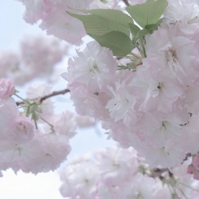 渠县福瑞交流群